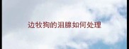 边牧狗的泪腺如何处理