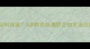 小狗刚到家狂叫拆家3步教你快速矫正幼犬适应新环境行为