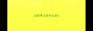 边牧早上吃什么好