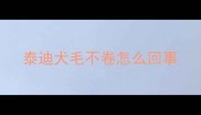 泰迪犬毛不卷怎么回事