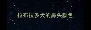 拉布拉多犬的鼻头颜色