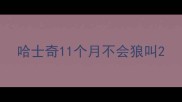 哈士奇11个月不会狼叫
