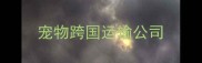 宠物跨国运输公司