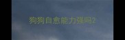 狗狗自愈能力强吗