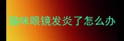 猫咪眼镜发炎了怎么办