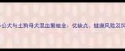 拉布拉多公犬与土狗母犬混血繁殖全优缺点健康风险及饲养指南