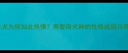 边境牧羊犬为何如此热情高智商犬种的性格成因与养护指南