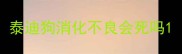 泰迪狗消化不良会死吗