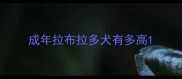 成年拉布拉多犬有多高