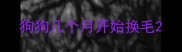 狗狗几个月开始换毛
