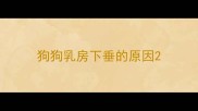 狗狗乳房下垂的原因