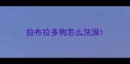 拉布拉多狗怎么洗澡