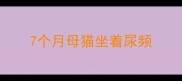 7个月母猫坐着尿频
