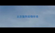 北京猫狗宠物市场