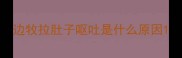 边牧拉肚子呕吐是什么原因