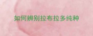 如何辨别拉布拉多纯种