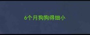 6个月狗狗得细小