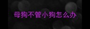 母狗不管小狗怎么办