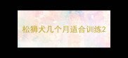 松狮犬几个月适合训练