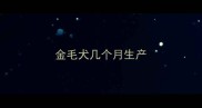 金毛犬几个月生产