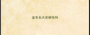 金毛长大还掉毛吗