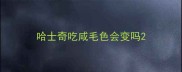 哈士奇吃咸毛色会变吗