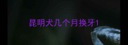 昆明犬几个月换牙