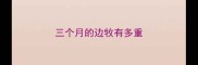 三个月的边牧有多重