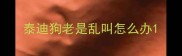 泰迪狗老是乱叫怎么办