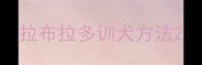 拉布拉多训犬方法