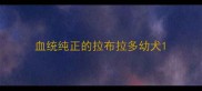 血统纯正的拉布拉多幼犬