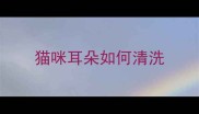 猫咪耳朵如何清洗