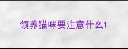 领养猫咪要注意什么