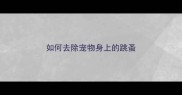如何去除宠物身上的跳蚤