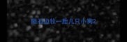 陨石边牧一胎几只小狗