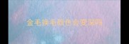 金毛换毛颜色会变深吗
