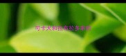 可卡犬和拉布拉多串的