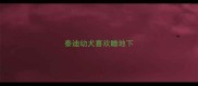泰迪幼犬喜欢睡地下