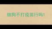 细狗不打疫苗行吗
