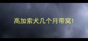高加索犬几个月带窝
