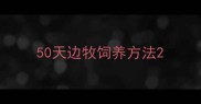 50天边牧饲养方法