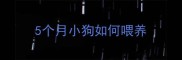5个月小狗如何喂养