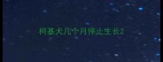 柯基犬几个月停止生长