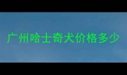 广州哈士奇犬价格多少