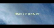 母狗八个月可以配吗
