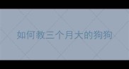 如何教三个月大的狗狗