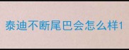 泰迪不断尾巴会怎么样