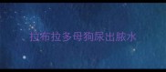 拉布拉多母狗尿出脓水