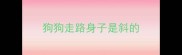 狗狗走路身子是斜的