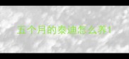 五个月的泰迪怎么养
